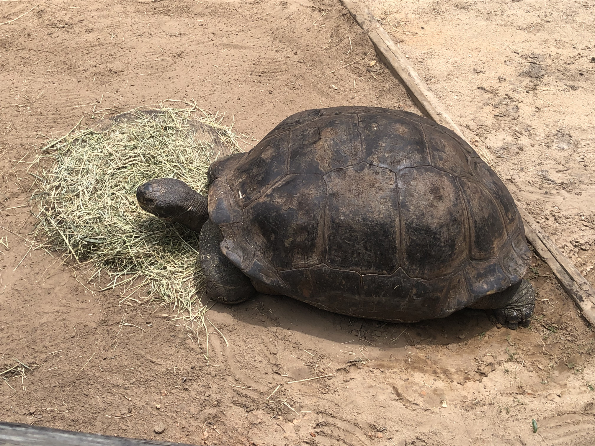 A Galapagos tortoise munching.
